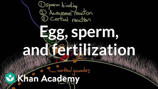 Egg sperm and fertilization  Behavior  MCAT  Khan Academy [upl. by Ennirak]