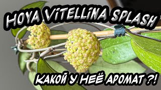 Hoya Vitellina splash Какой у неё аромат [upl. by Treulich]