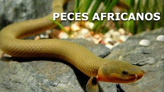 África tiene peces muy raros ¡Y lo demuestro [upl. by Yecnay818]