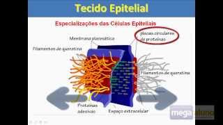 Megaaluno Tecido Epitelial Especializações da Membrana Plasmática [upl. by Itirp]