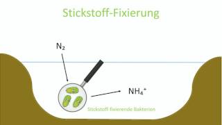 Stickstoffkreislauf [upl. by Sirraf]