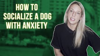 HOW TO SOCIALIZE AN ADULT DOG WITH DOG ANXIETY [upl. by Zilvia]