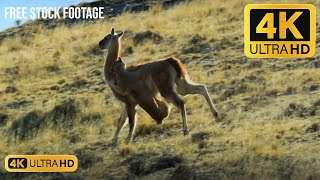 puma Hunting guanaco  Free Stock Footage  Free Download [upl. by Agostino]