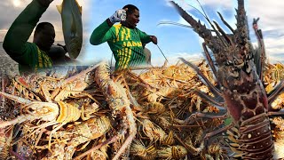 Massive Lobster Haul Unforgettable Catch And Ontheroad Sale [upl. by Greenlee]