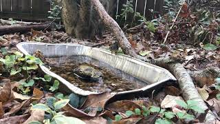 Kinglet Crazy  10312023 Kinglet Bathing Drinking and More [upl. by Walter]