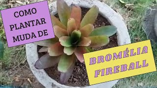 COMO PLANTAR MUDA DE BROMELIA FIREBALL [upl. by Onaimad]