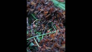 honey bee harvesting honey bee harvesting video honey bee harvesting at home [upl. by Triplett]