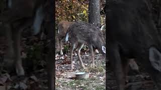 Ok I will stop napping deer nature whitetaildoe whitetail wildlife whitetaildeer fawns [upl. by Shaun]