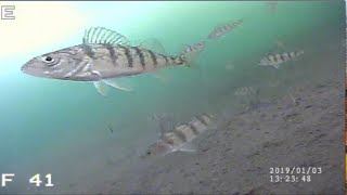 ICE FISHING PERCH 2019 Underwater Camera [upl. by Ylrahc]