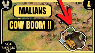 Aoe4  Malians Cows BOOM [upl. by Lednahc]