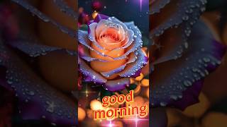 💞💞 Good morning Hits shayari status 🌞🌄❤️❤️❤️🌹🌹🌹💓💓💓💜💜💜😍😍😍💘💘💘❤️‍🩹❤️‍🩹❤️‍🩹💛💛💛💞💞💞💚💚💚💖💖💖🧡🧡🧡💞goodmorning [upl. by Pauly]