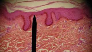 EPITHELIAL TISSUES HISTOLOGY ANATOMY Skin Intestine Professor Fink [upl. by Rengaw]