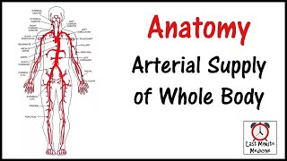 COMPLETE Arterial Supply of Whole Body  Anatomy  Last Minute Medicine  Steth and Scalpel [upl. by Anauq]