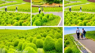 THE FLUFFY KOCHIA SUMMER CYPRESS gardeninghouseplants1112 [upl. by Dymoke]