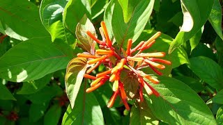 How to Grow and Care Hamelia Plant  Fun Gardening [upl. by Ko]