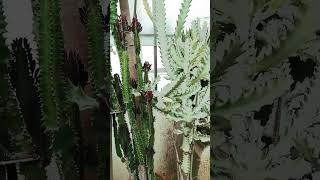 20 Year Old Euphorbia Trigona and Euphorbia Lactea White Ghost [upl. by Orji653]