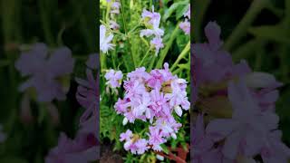 Pink Tuberose in the Garden [upl. by Veno]