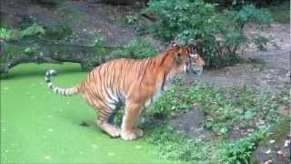 Tijger poept  Dierenpark Emmen [upl. by Phip]