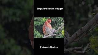 🐒 Proboscis Monkey at Kinabatangan River at Malaysia [upl. by Lerual]