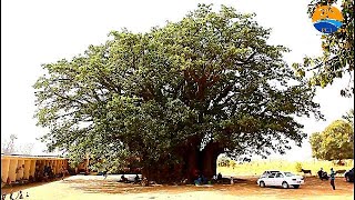 Le plus GRAND BAOBAB du Sénégal [upl. by Enelrae]