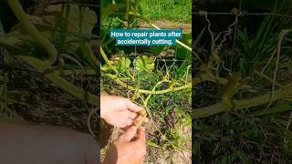 How to repair plants after accidental cutting Oops 😬 [upl. by Arretal651]