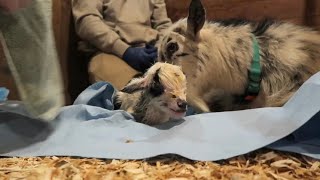 Two Goat Births in the Same Day Nigerian Dwarf Goat Birth [upl. by Hamlani]