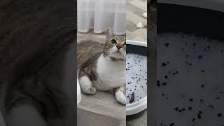 How To Reuse Crystal Cat Litter [upl. by Cacie]