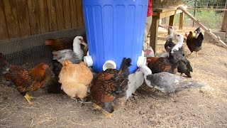 The EASIEST WAY to Feed Chickens and Ducks [upl. by Cost897]