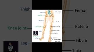 Over view of lower limb [upl. by Akienaj]