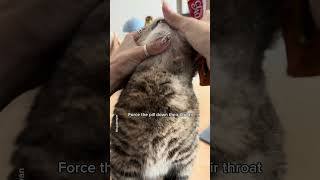 How to pill a cat💊 shorts cat funny [upl. by Ojiram]