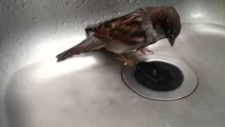 Cen der Spatz badet  Sparrow takes bath [upl. by Nylesoy]