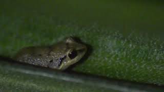 Coquí antillano  Antilles coqui Eleutherodactylus johnstonei [upl. by Jemima]