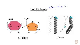 Biochimie  Les glucides et les lipides [upl. by Dnalhsa694]