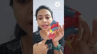 Structure of Heart  Circulatory system  Class 11 BiologyNEETAIIMS  shorts [upl. by Ytirahc]