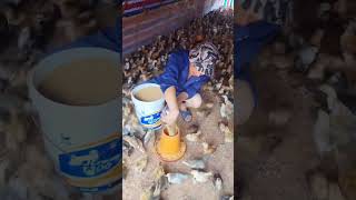 The Life of a Baby Chicken chicken farming short [upl. by Meluhs]