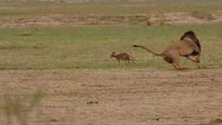 Lion and Jackal Encounter in the Kalahari Khalagadi [upl. by Nivonod]