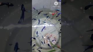 🕒🕒🕒Betta fry feeding time🕒🕒🕒 bettafry bettafryfeeding bettafrycare [upl. by Southard]