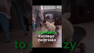 Nigdy nie wypowiadaj tych słów przy swoim zwierzaku😨 [upl. by Ruth782]