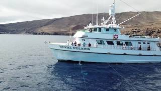 Royal Polaris Sportfishing Guadalupe Island 10 days Oct 2017 Andy W drone footage 2 [upl. by Bellew817]