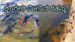 ಶೃಂಗೇರಿ ಮೀನಿನ ರಹಸ್ಯ secret of sringeri fish [upl. by Elvera]