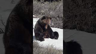 Grizzly Bear 610 amp 3 cubssnowJackson Tetons Yellowstone wildlife shorts wildlifephotoghraphy [upl. by Elsi]