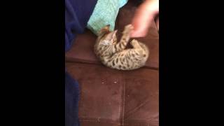 The cutest F5 Savannah Kitten ever  Baby Hazel [upl. by Yhtuv218]