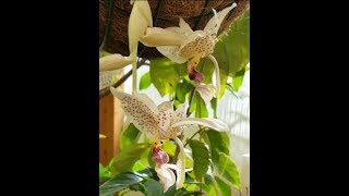 Stanhopea tigrina flower [upl. by Enaenaj]