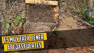 El Secreto para tener Abejas Sanas y Fuertes  Nutrición para las abejas 🐝 [upl. by Janean]