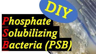 Improve Your Garden Phosphate Solubilizing Bacteria PSB [upl. by Llerdnad]