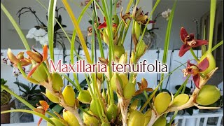 Maxillaria tenuifolia Цветение 2022 [upl. by Ilil]