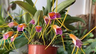 Masdevallia Confetti [upl. by Gagne850]