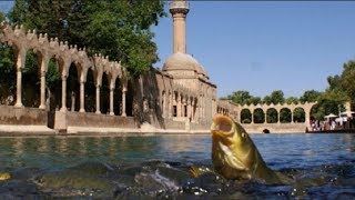 Şanlıurfa Balıklıgöl ve Efsanesi [upl. by Aned]