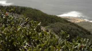 The Peregrine Falcons of Cabrillo National Monument [upl. by Oilalue849]