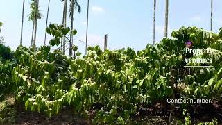 2 acre well maintained coffee plantation for sale in sakleshpur [upl. by Zetrom]